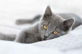 QUEL MENU POUR NOS CHATS ?